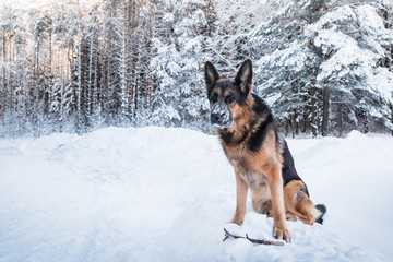 Dog German Shepherd in a winter day