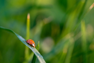 Ladybird on the grass in the morning