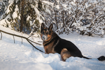 Dog German Shepherd in a winter day