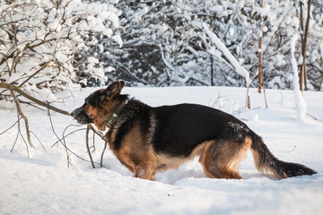 Dog German Shepherd in a winter day