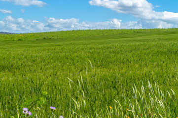 Green Hay Field, Caltanissetta, Sicily, Italy, Europe