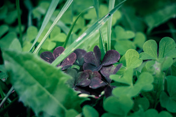 Macro photo of nature plant green, blue and black color clover. Background texture clover for good luck growing in the meadow