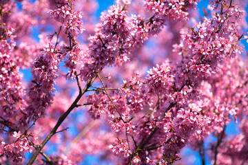 Oriental Cherry Blooming