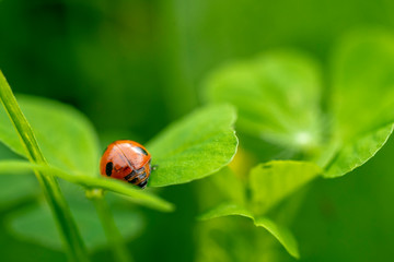  Ladybird perched on clover. Ladybug is a symbol of happiness and luck.