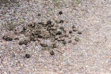 horse poop on the way