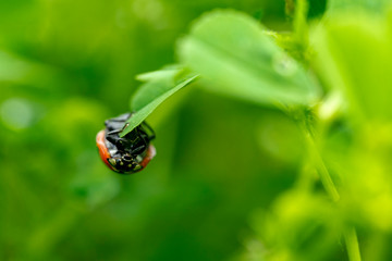  Ladybird perched on clover. Ladybug is a symbol of happiness and luck.