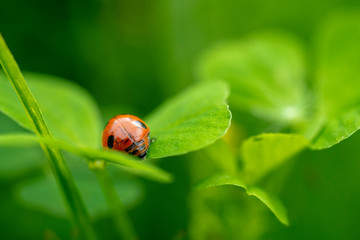 Fototapeta premium Ladybird perched on clover. Ladybug is a symbol of happiness and luck.