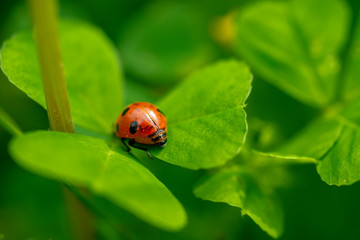  Ladybird perched on clover. Ladybug is a symbol of happiness and luck.