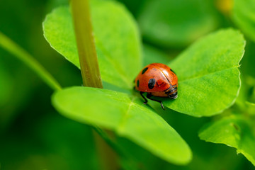  Ladybird perched on clover. Ladybug is a symbol of happiness and luck.