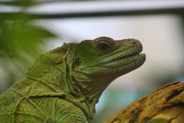 lezard vert dans son vivarium