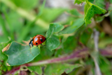  Ladybird perched on clover. Ladybug is a symbol of happiness and luck.