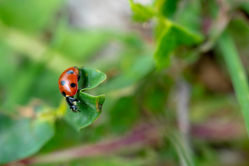  Ladybird perched on clover. Ladybug is a symbol of happiness and luck.