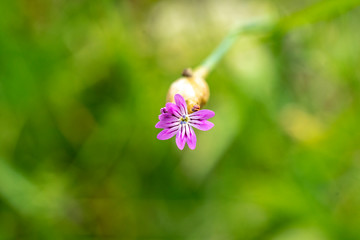 Spring flowers in the garden. Spring flowers blossom. 
