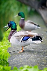 Mallards (Anas platyrhynchos) on the river danube. 
