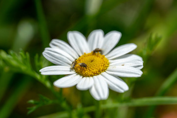 Spring flowers in the garden. Spring flowers blossom. 