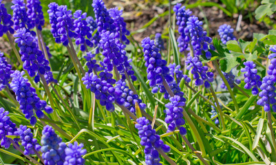 Spring muscari flower with musk fragrance in a flower bed
