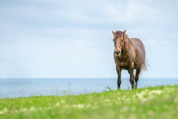 Wild horses on a green meadow by the seashore