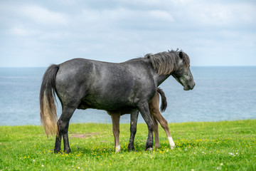 Obraz premium Wild horses on a green meadow by the seashore