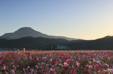 滋賀県の名峰、伊吹山とコスモス畑が見える朝の風景です