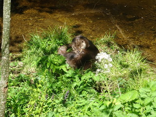süsser fischotter im nationalpark bayerischer wald