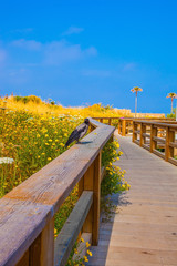  Wooden walkway with handrails