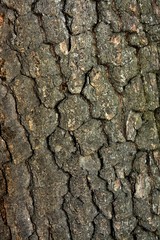 the bark of an old oak