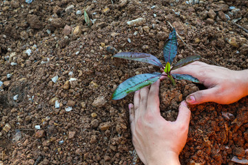 young plant in hands