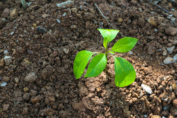 young plant in soil