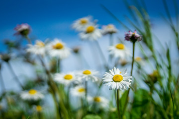 Beautiful daisies in the garden