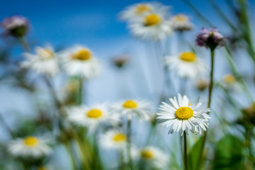 Fototapeta na wymiar Beautiful daisies in the garden