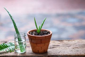 Aloe vera pot plant on wooden table, natural skin care therapy concept