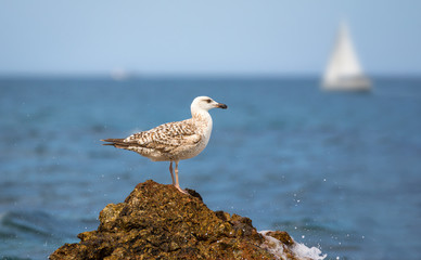 A seagull sits on a stone on the shore of the Mediterranean and in the background a white sailboat pulls over with blurred background and blue sky.