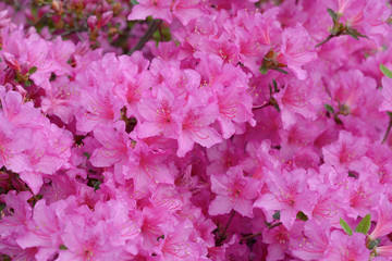 Blooming azalea background pink. Flower background.  Many pink flowers. Azalea flowering bush