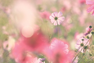 コスモスの花と煌めく玉ぼけ