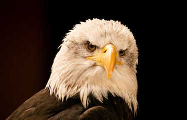 Weißkopfseeadler Portrait
