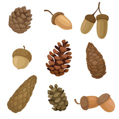 Collection of different images of acorns and cones. Vector illustration on white background. © Happypictures