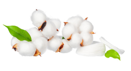 Fototapeta na wymiar Cotton flowers on white background