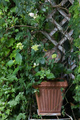 テラコッタの鉢とつる性植物