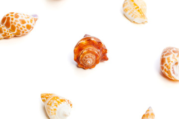 shells isolated on white background