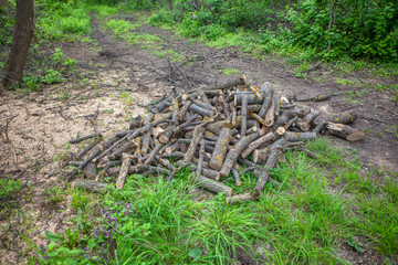 pile of logs stocked in the forest 