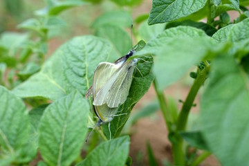 ジャガイモの葉に止まっているモンシロチョウのオスとメス、家庭菜園、畑、野菜、昆虫イメージ素材