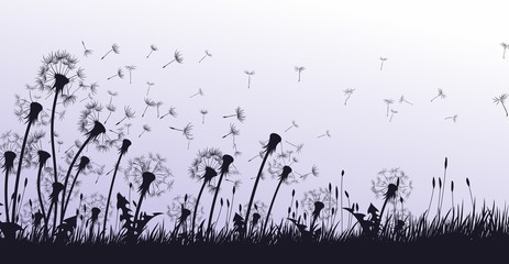 The dandelion Flowers with flying seeds. 