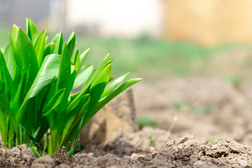 Fresh green grass in garden. Summer background.