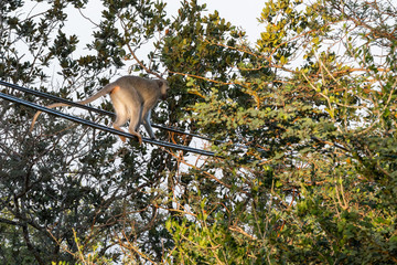 A Vervet monkey walking along power cables.