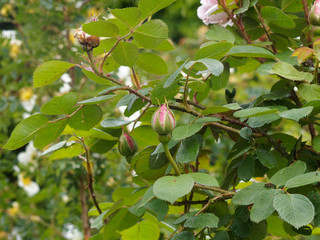 Rosenstrauch. Rosa rugosa - Historische Rose 'Conrad Ferdinand Meyer'