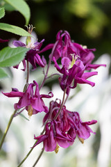 Akeleiblüten in Pink Aquilegia