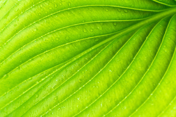 Green Leaf Texture background with light behind