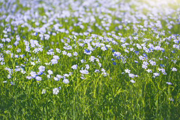 Fototapeta premium A field with blooming flax flowers (Linum perenne). Beautiful nature summer background