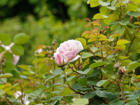 Rosenstrauch. Rosa rugosa - Historische Rose 'Conrad Ferdinand Meyer'