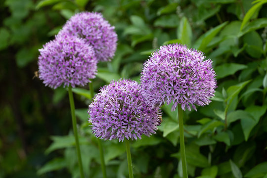Allium Globemaster in Lila 
